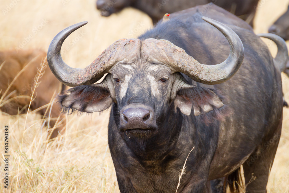 Cape buffalo from Serengeti National Park, Tanzania, Africa