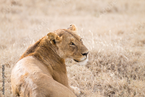 Lioness close up. Serengeti National Park, Tanzania, Africa