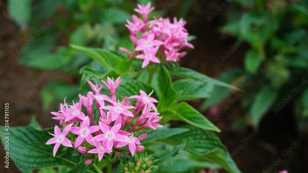 pink flower in the garden pink flower in the garden
