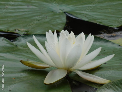 Water Lilly 2