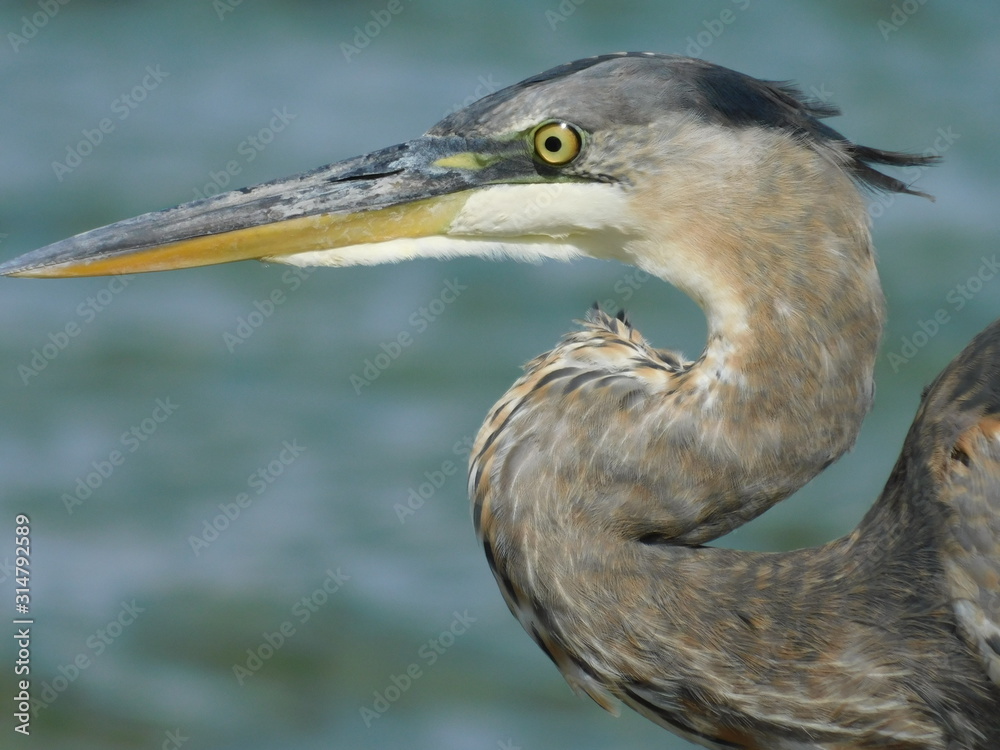 Heron 5 Heron 5
