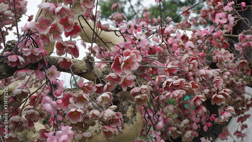 beautiful flowers made of cloth