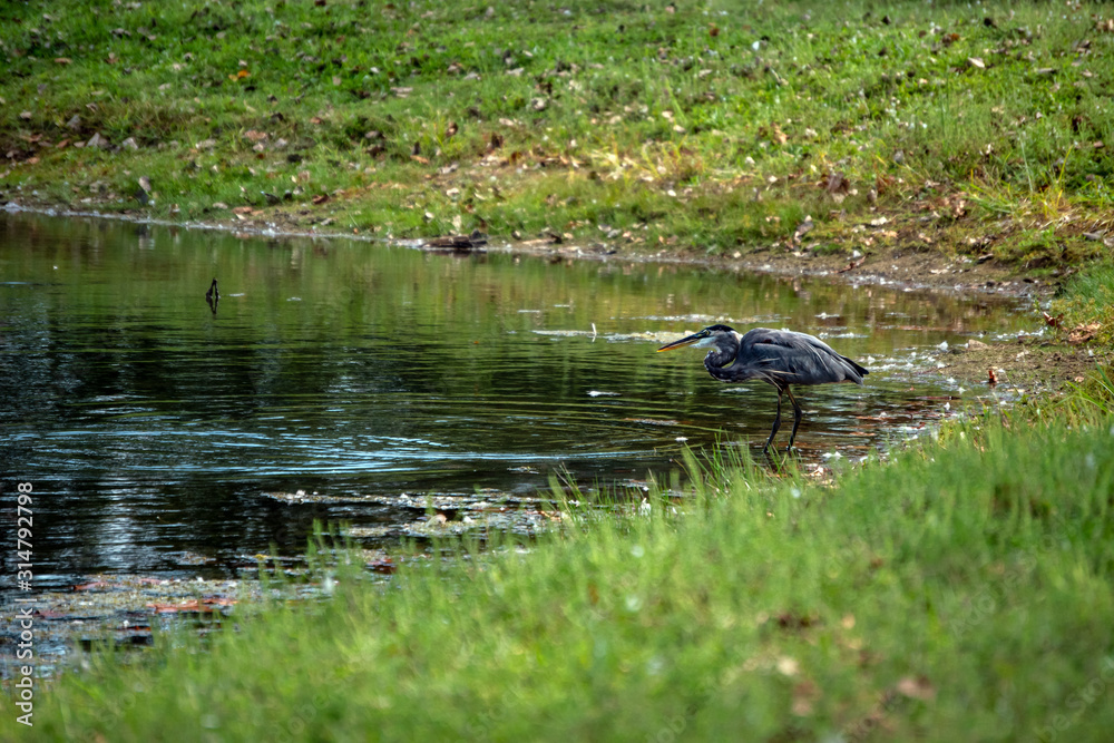 A great blue heron stares intensely into the water fishing for a meal. Bokeh. A great blue heron stares intensely into the water fishing for a meal. Bokeh.