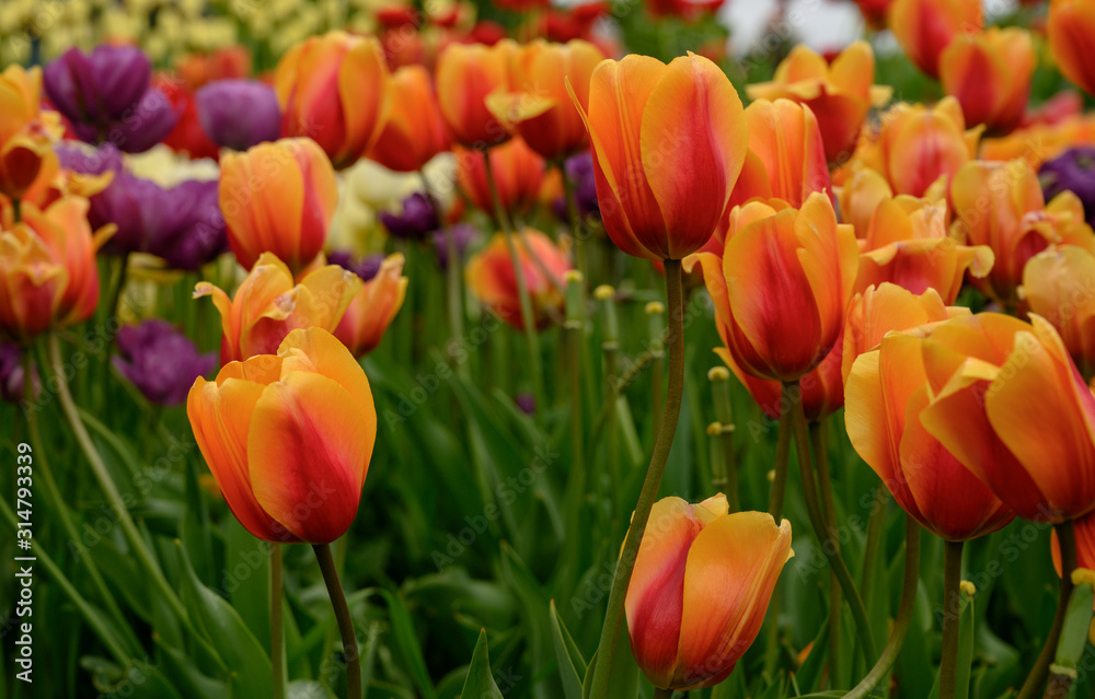 Orange and Red Tulips in Garden Bed