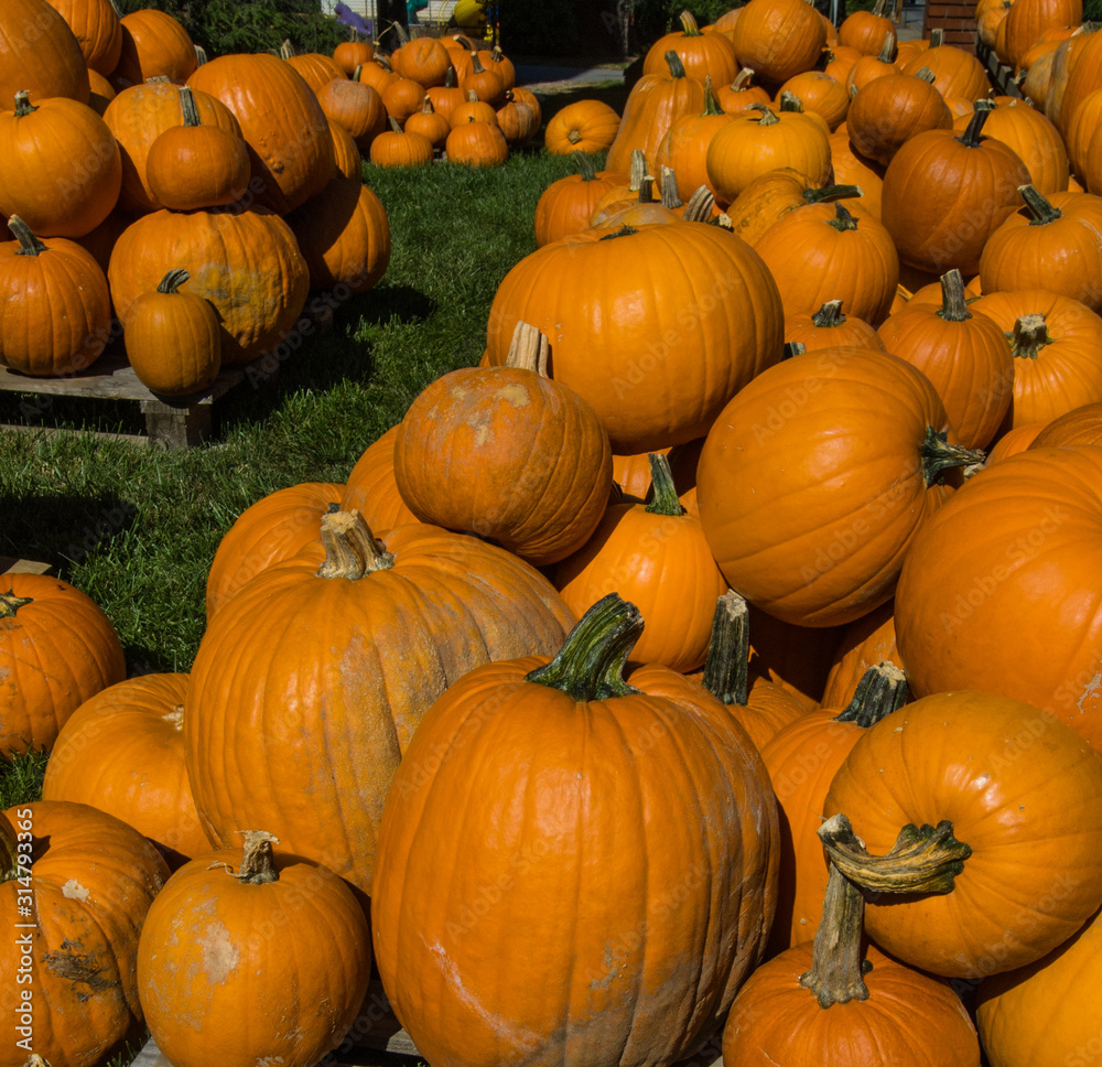 Pumpkins, North Carolina Pumpkins, North Carolina