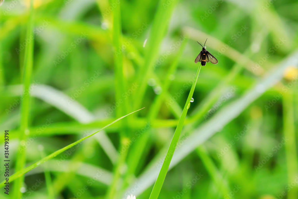 Insects on grass and blurred background Insects on grass and blurred background