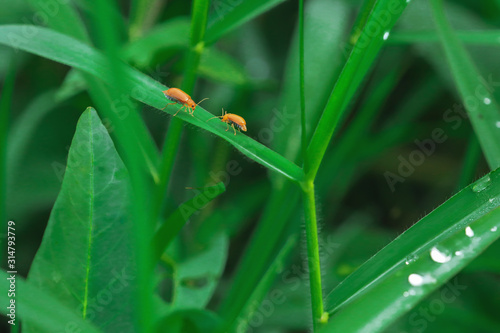 Orange Insects on green grass and blurred background