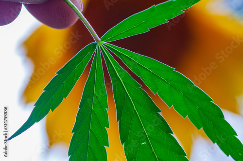 Thematic photos of hemp and marijuana Green leaf