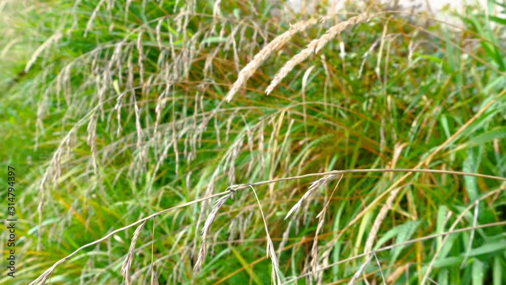 25888_The_thin_stems_of_the_grasses_in_the_field.mov 25888_The_thin_stems_of_the_grasses_in_the_field.mov