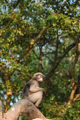 Dusky leaf monkey sitting on a branch 