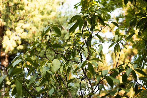 Green leaves on the branches pittosporum napaulensis in the garden photo