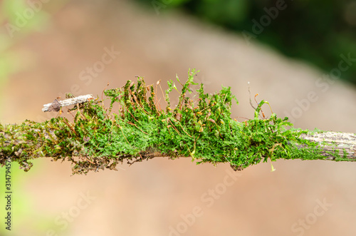 Hypnum Curvifolium Moss On A Stick photo