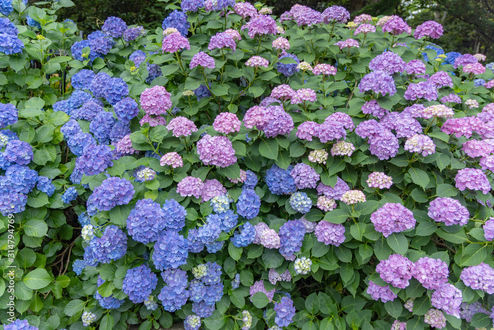 飛鳥山公園の紫陽花 Stock Photo | Adobe Stock