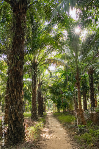 Palm oil tree plantations