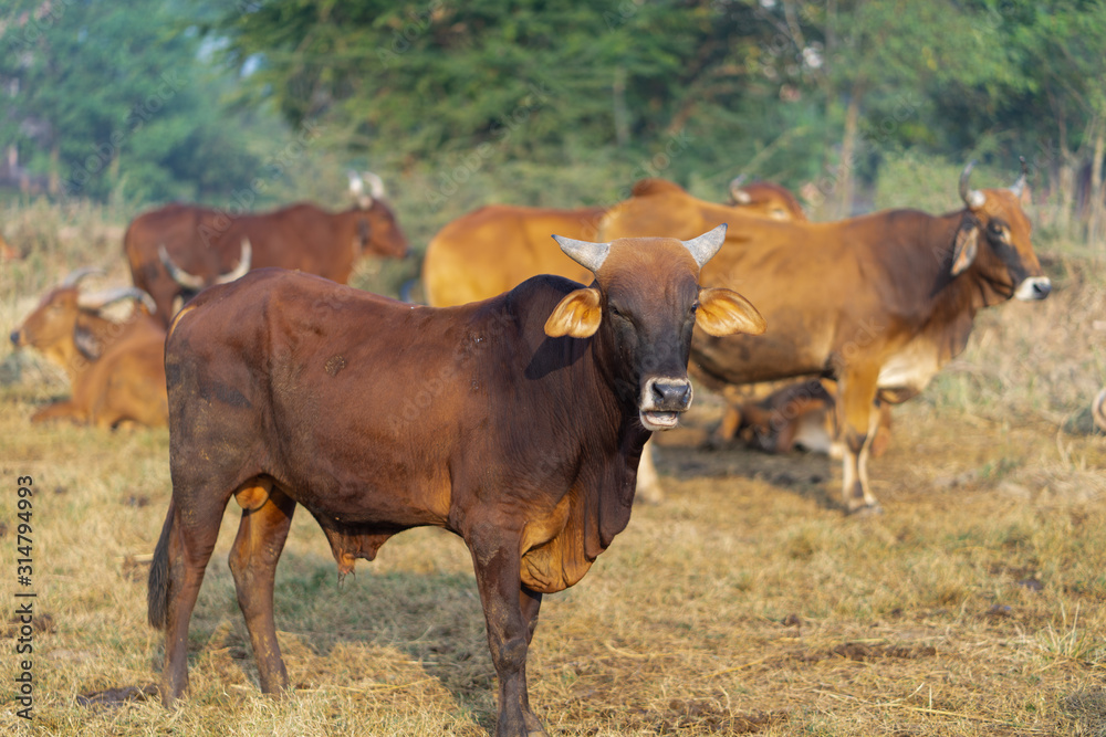 cow in the dress 