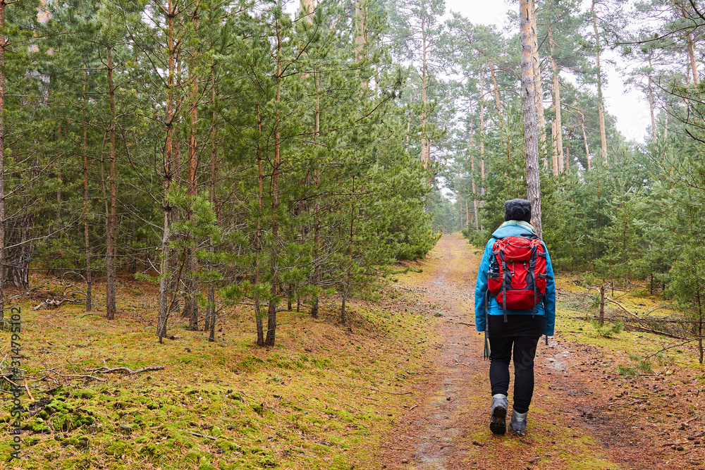 Obraz premium wandern im Wald