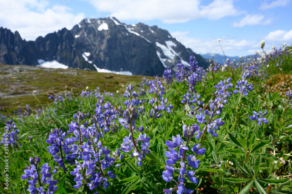 Purple Lupine Bloom in Alpine Meadow in North Cascades