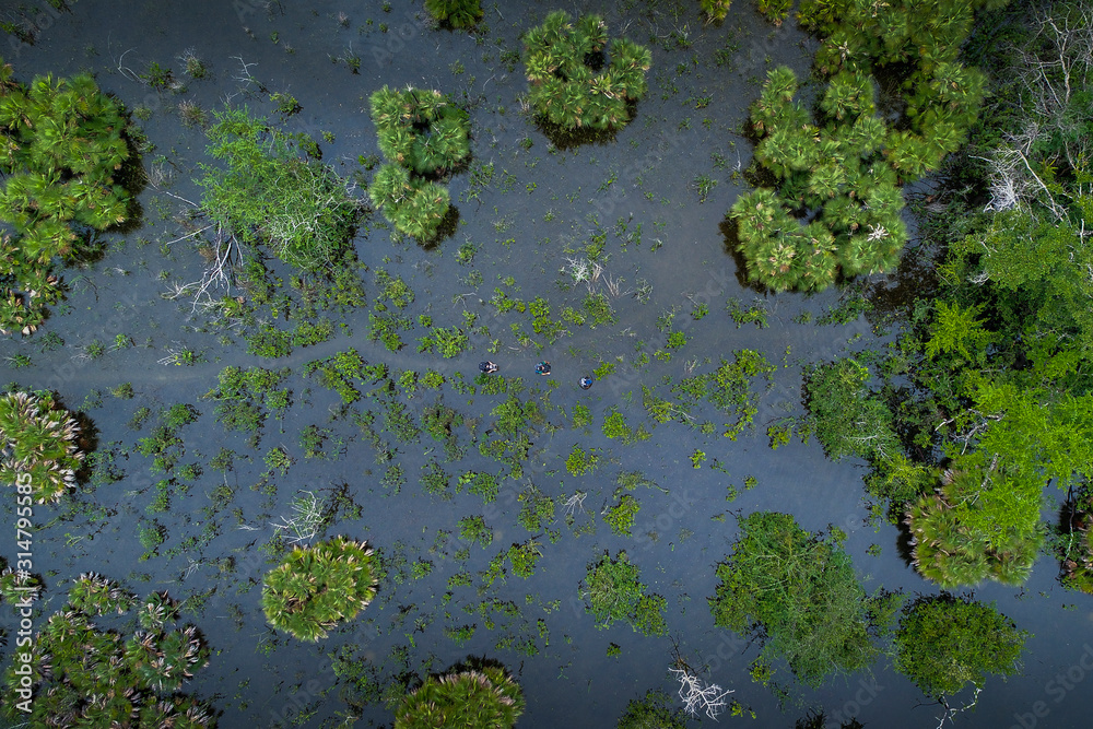 Jungle wetlands wilderness from helicopter Jungle wetlands wilderness from helicopter