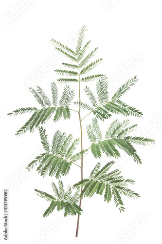Fern Branch Isolated on White