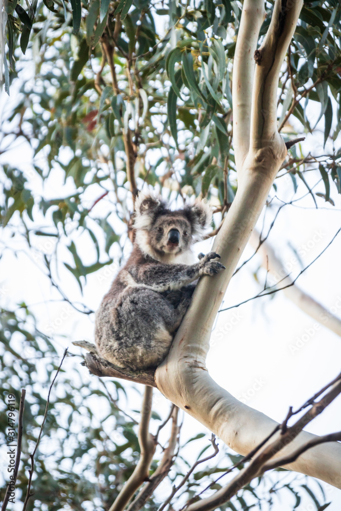 Fototapeta premium A Curious Koala Perched High in Kennett River, Victoria, Australia