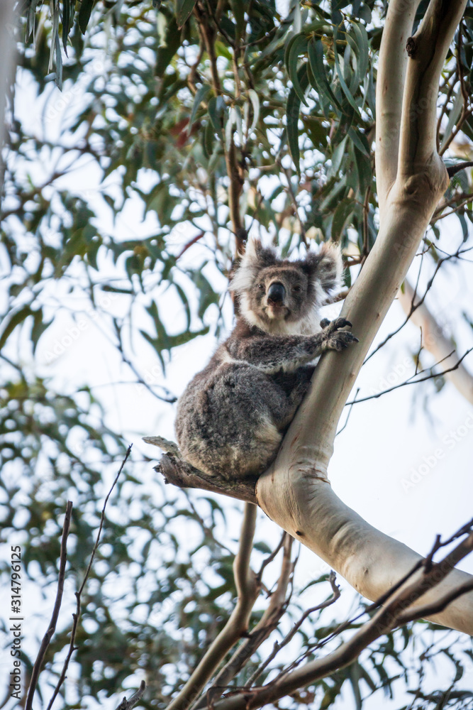 Koala on tree, Kennett River