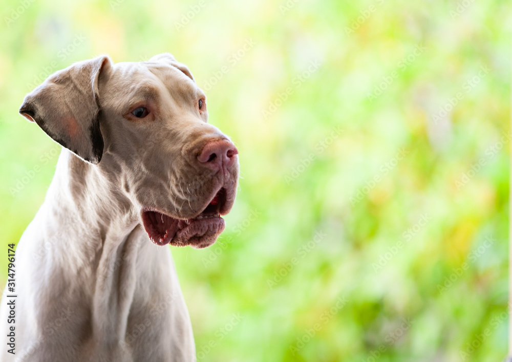 portrait of a Argentinian Mastiff dog