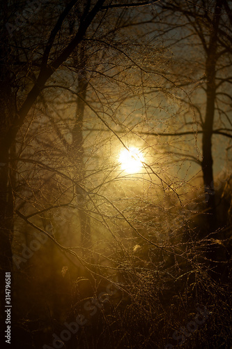 冬の森 © makieni