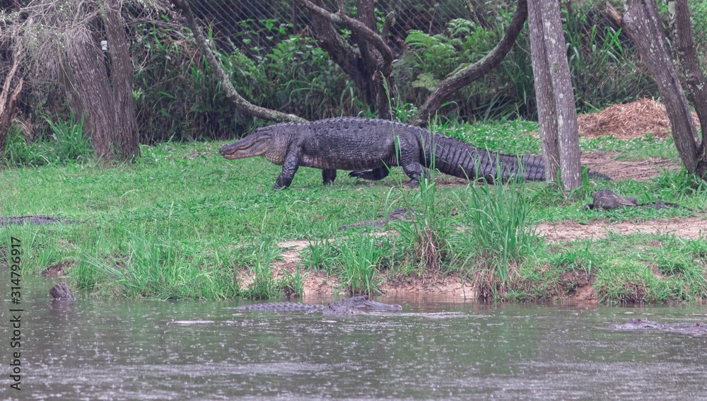 lake full of hungry crocodiles over 3 meters long lake full of hungry crocodiles over 3 meters long