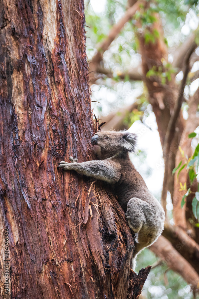 Koala climbing, Great Otway National Park Koala climbing, Great Otway National Park