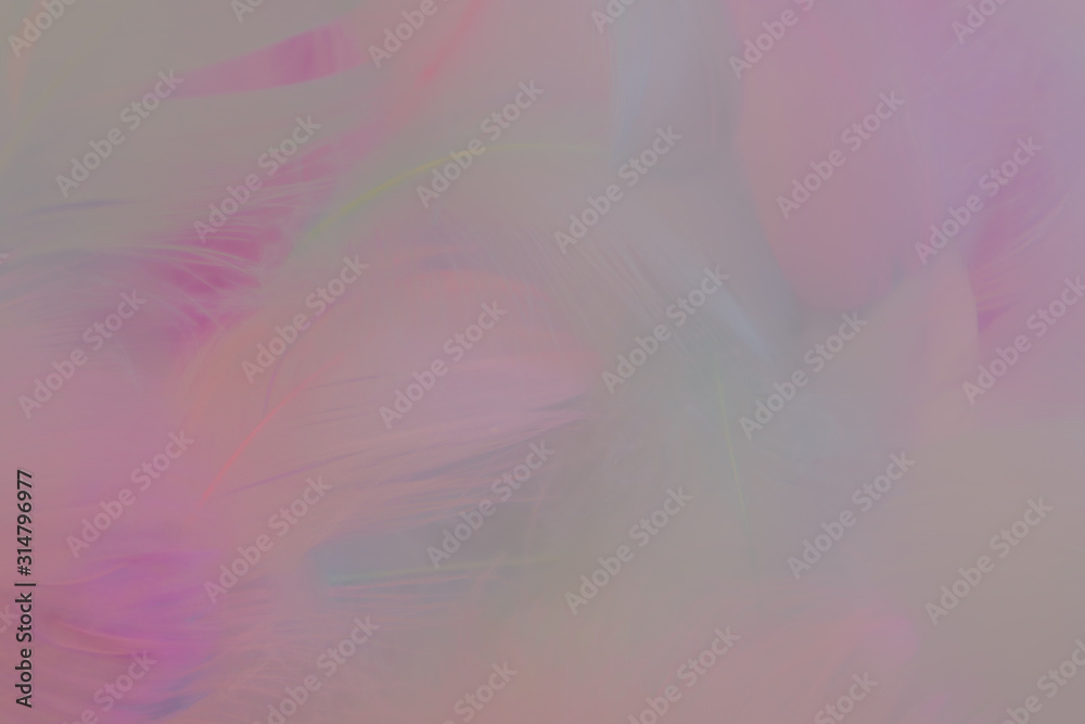 Beautiful abstract purple and blue feathers on pink background and soft white pink feather texture on colorful pattern, colorful background, colorful feather Beautiful abstract purple and blue feathers on pink background and soft white pink feather texture on colorful pattern, colorful background, colorful feather