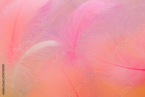 Beautiful abstract purple and blue feathers on pink background and soft white pink feather texture on colorful pattern  colorful background  colorful feather