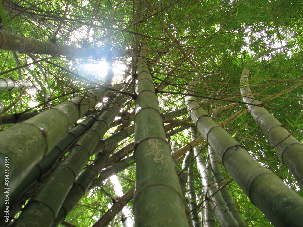 Fototapeta premium Nature