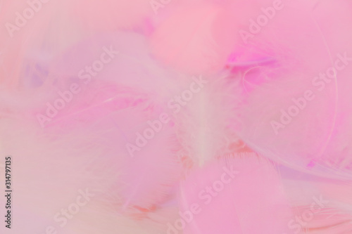 Beautiful abstract purple and blue feathers on pink background and soft white pink feather texture on colorful pattern  colorful background  colorful feather