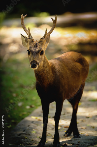 Close up face and eye and body of an male asian Eld's Deer