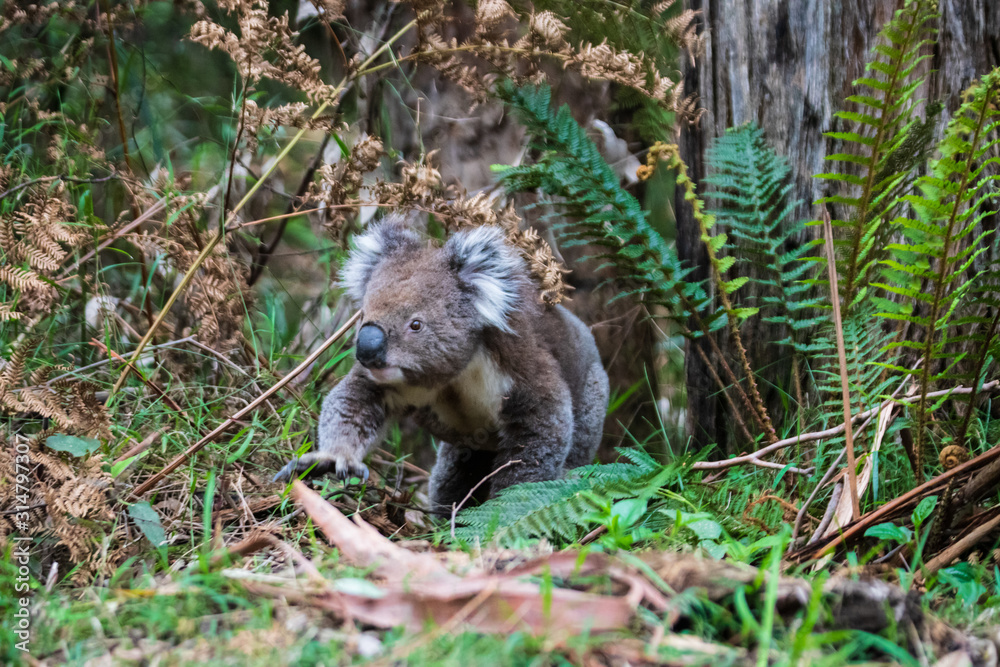 Koala on ground, Great Otway National Park Koala on ground, Great Otway National Park