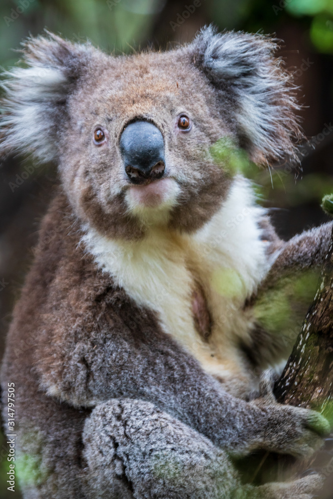 Obraz premium Koala close up, Great Otway National Park