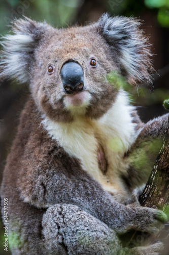 Koala close up, Great Otway National Park © Bossa Art