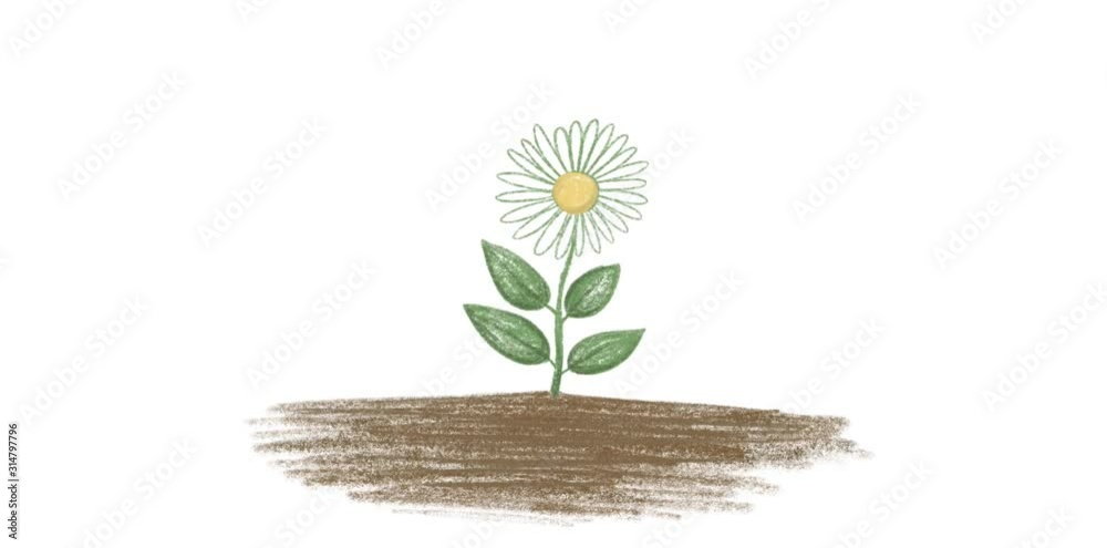 Hand drawn flower grows from a ground. Spring concept. Animated video of Chamomile growing. Blossom plant on white background