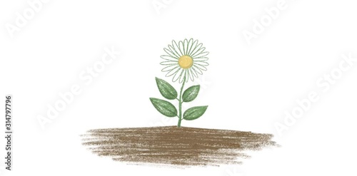 Hand drawn flower grows from a ground. Spring concept. Animated video of Chamomile growing. Blossom plant on white background photo