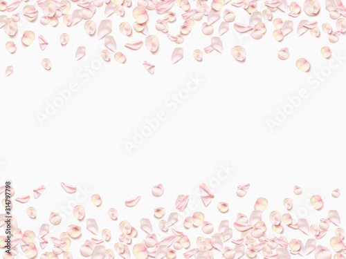 Pink rose petals isolated on white background. Realistic Vector illustration.