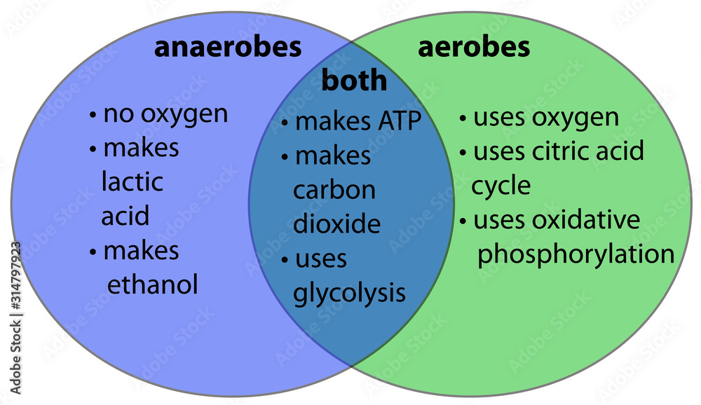 aerobic vs. anaerobic venn diagram obraz na płótnie, plakat