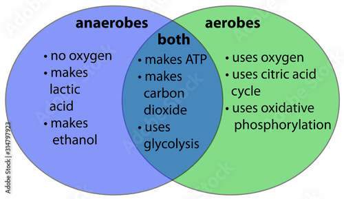 aerobic vs. anaerobic venn diagram