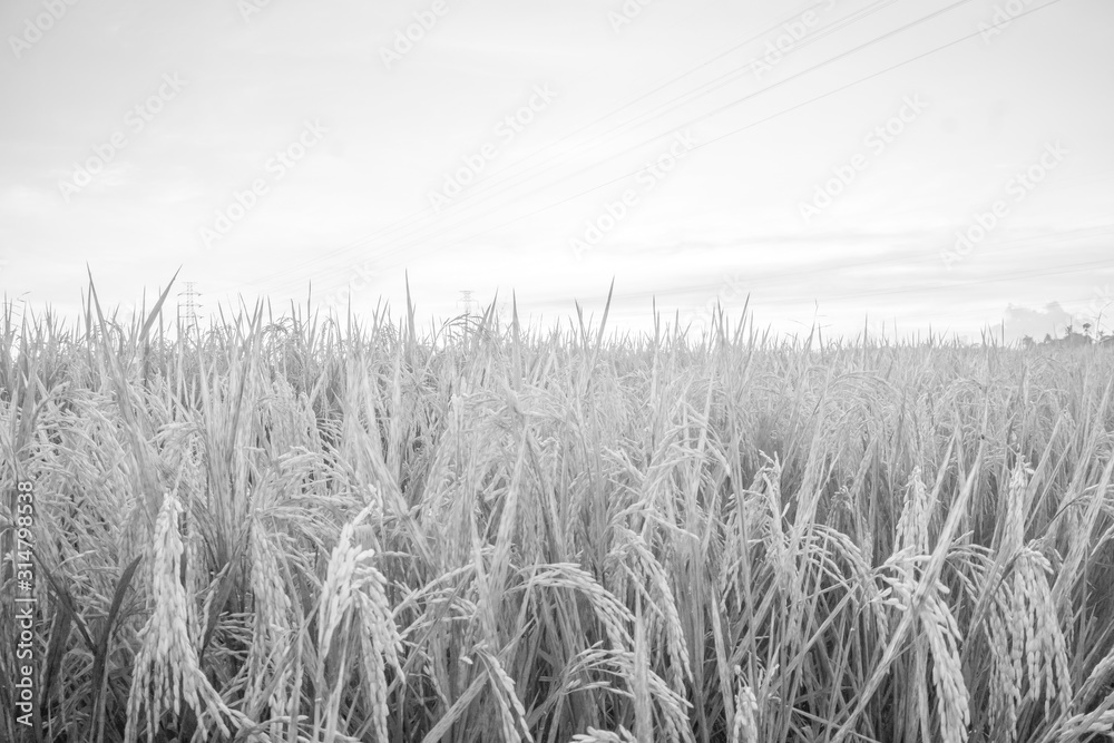 Nature view of paddy field with sunrise background. Nature composition and noise effects. Nature view of paddy field with sunrise background. Nature composition and noise effects.
