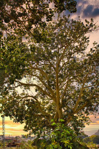 Beautiful tree and sunset in field