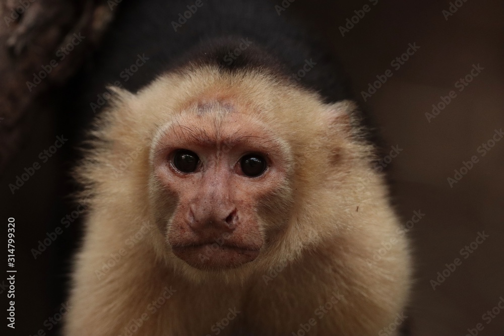 Capuchin Monkey Capuchin Monkey