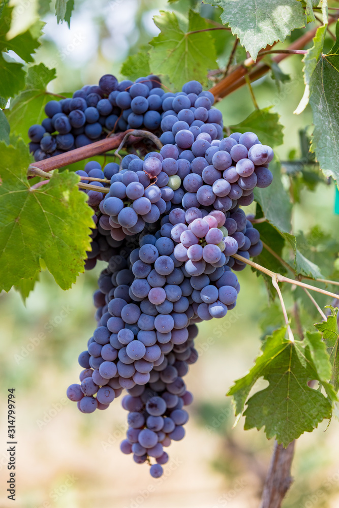 Large bunch of grapes in a vineyard