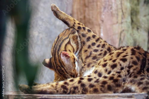 Close up of a Wild cat licking its fur