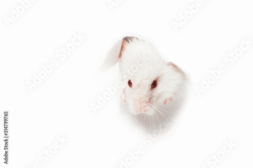 White rat head white background