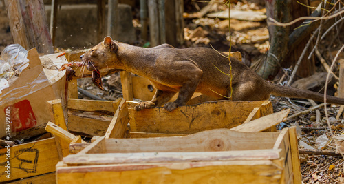Wild Fossa in the Kirindy Forest of Madagascar eating from a rubbish pit