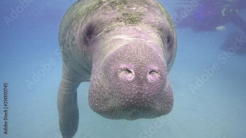 Close up of a small West Indian Manatee (trichechus manatus) captured as her curiosity drew her closer and closer to the camera, providing a unique wide angle view.
